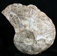 Huge Ammonite (Choffaticeras?) - Goulmima, Morocco #27365-4
